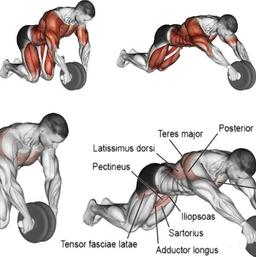 Roda abdominal - Fortalecimento muscular